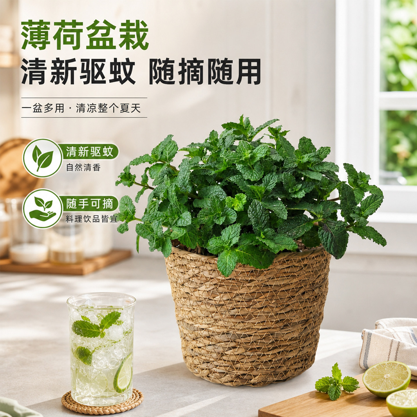 薄荷盆栽可食用留香薄荷叶绿植物迷迭香室内驱蚊紫苏罗勒四季好养
