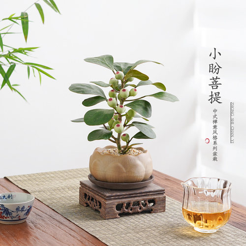 菩提莲花盆栽室内绿植