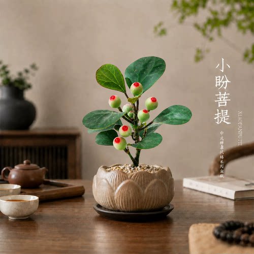 一盆菩提，茶室客厅禅意瞬间拉满