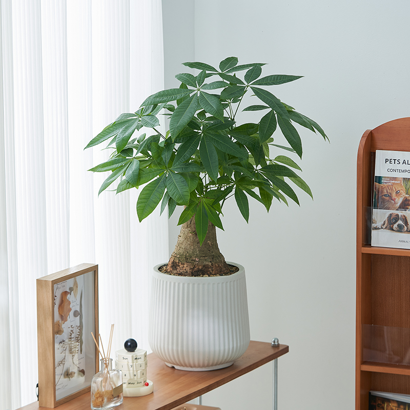 芊诗语发财树好养易活