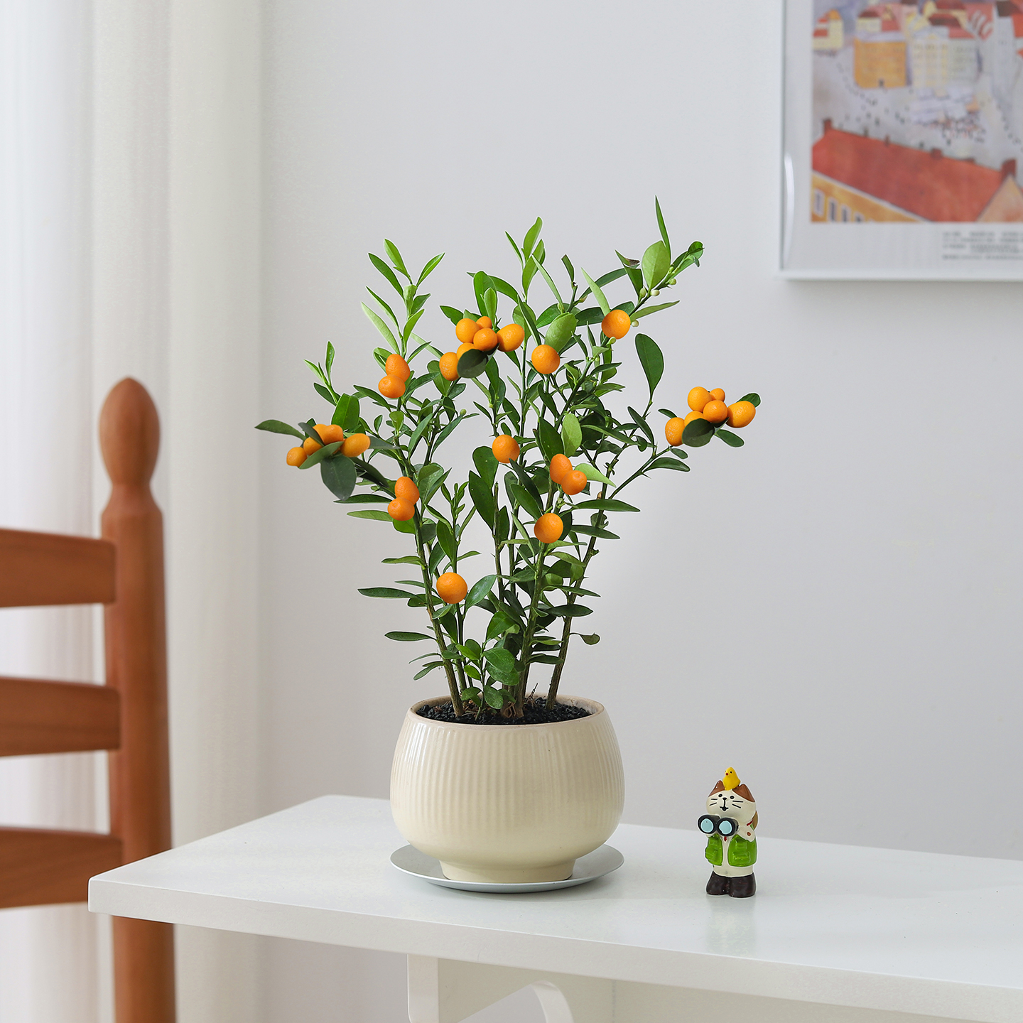 金豆盆栽带果金桔绿植室内客厅