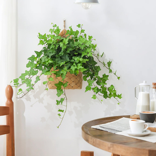 常春藤盆栽植物室内客厅雪莹好养绿植懒人办公室编织挂件盆景花卉