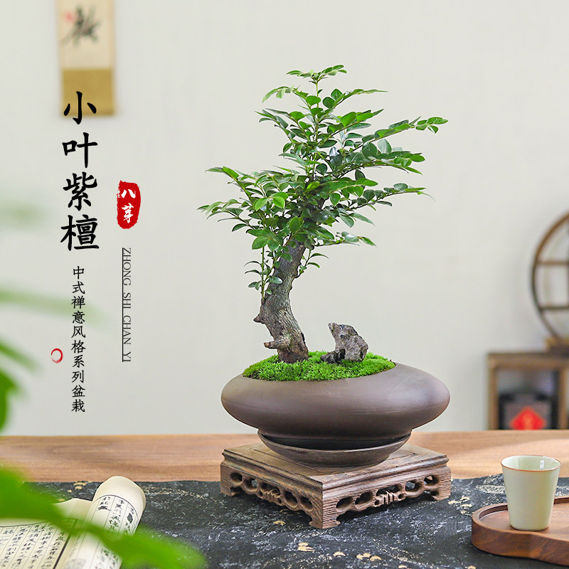 小叶紫檀盆栽室内桌面摆件客厅好养花卉绿植中式造景四季常青植物