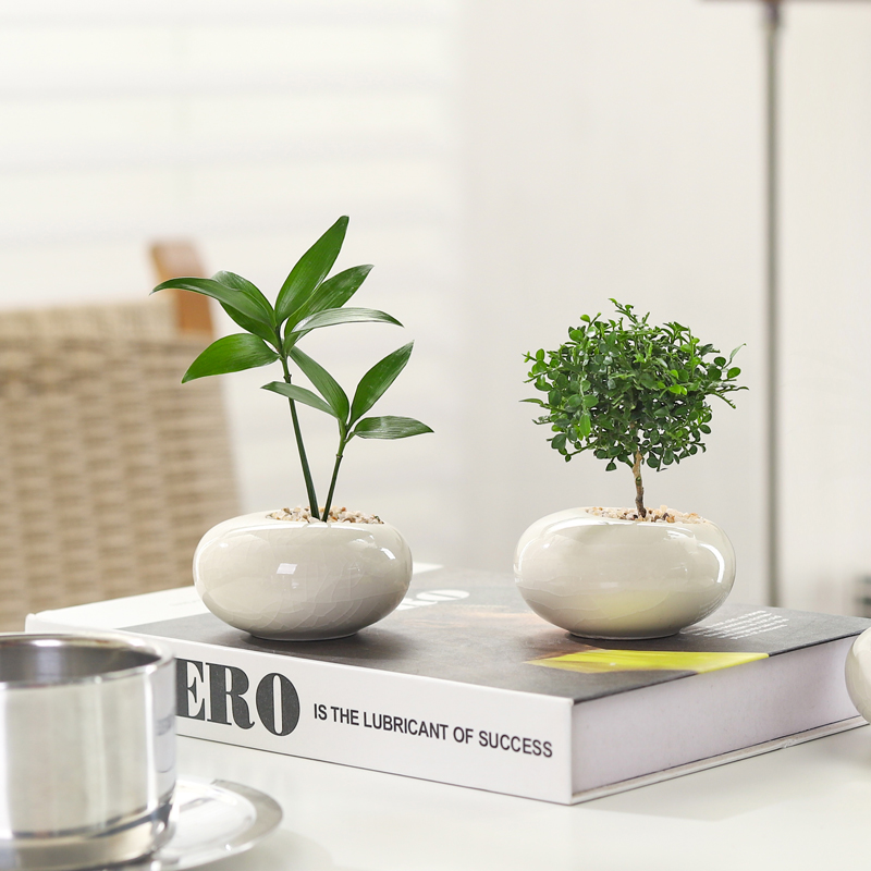 墨西哥铁盆栽迷你拇指绿植物