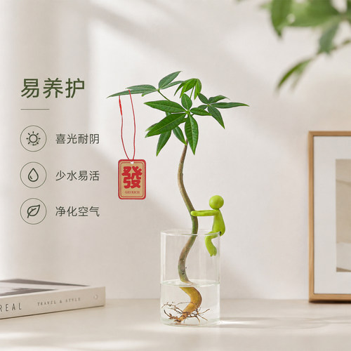 水培发财树盆栽摆桌面招财旺事业