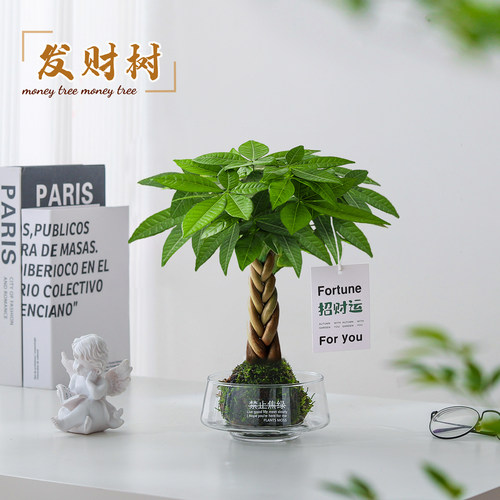 室内好养发财树苔藓球净化空气