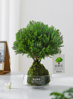 【放轻松】雾凇苔藓球盆栽室内客厅办公室桌面工位创意好养绿植