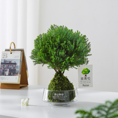 【放轻松】雾凇苔藓球盆栽绿植