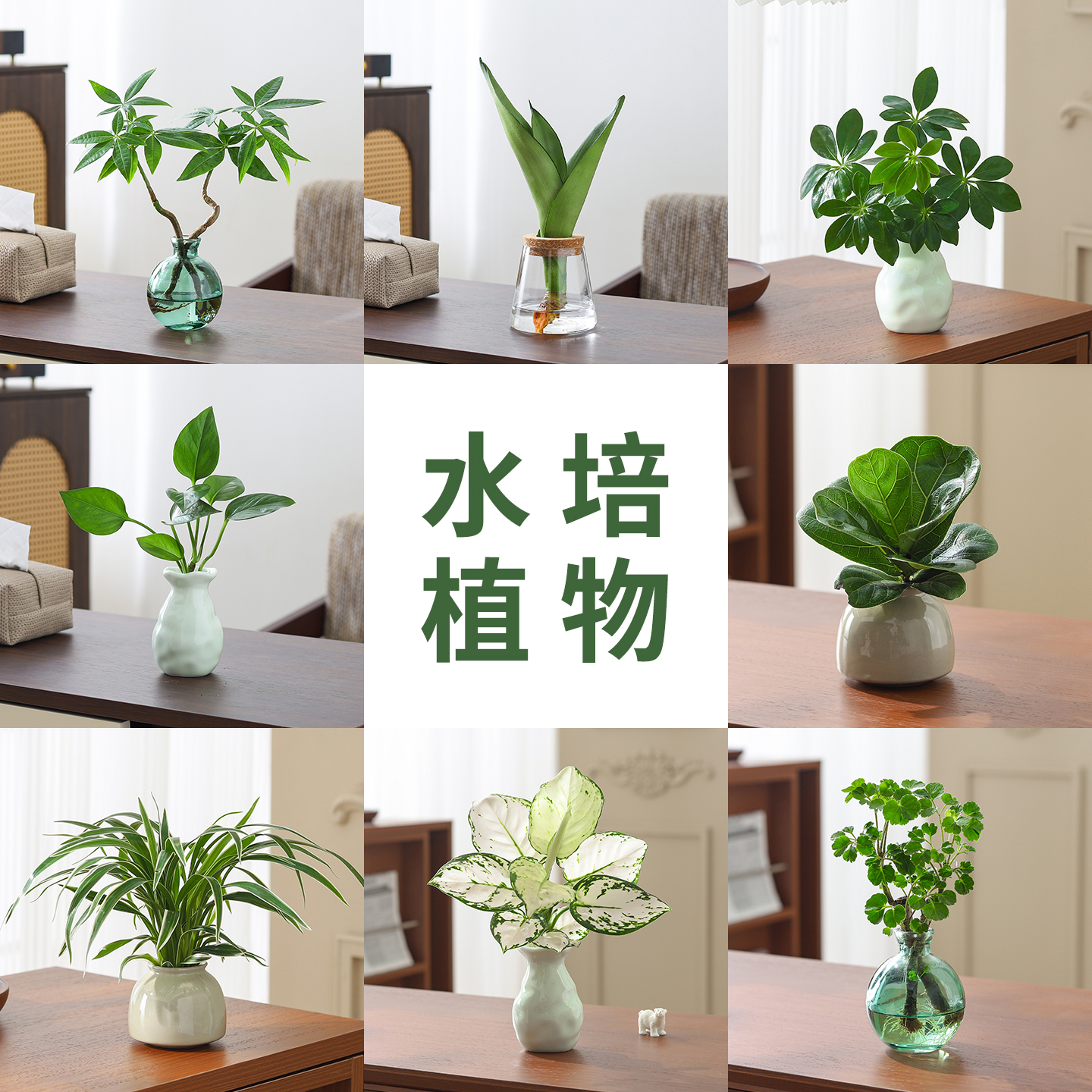 多款植物盆栽水培绿植净化空气