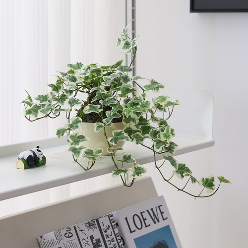 常春藤盆栽植物净化空气绿植