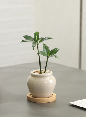 竹柏盆栽客厅茶几好养花卉绿植四季常青办公室内桌面净化空气植物