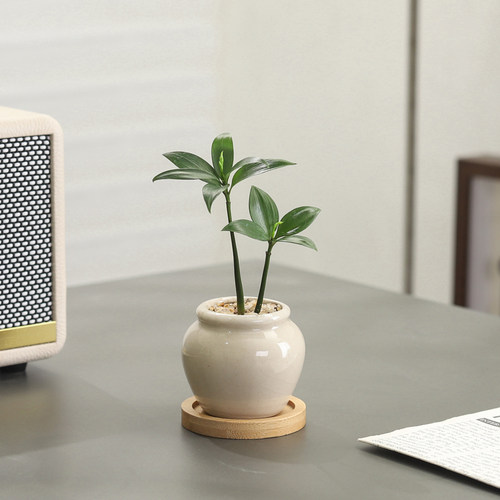 竹柏盆栽客厅茶几好养花卉绿植