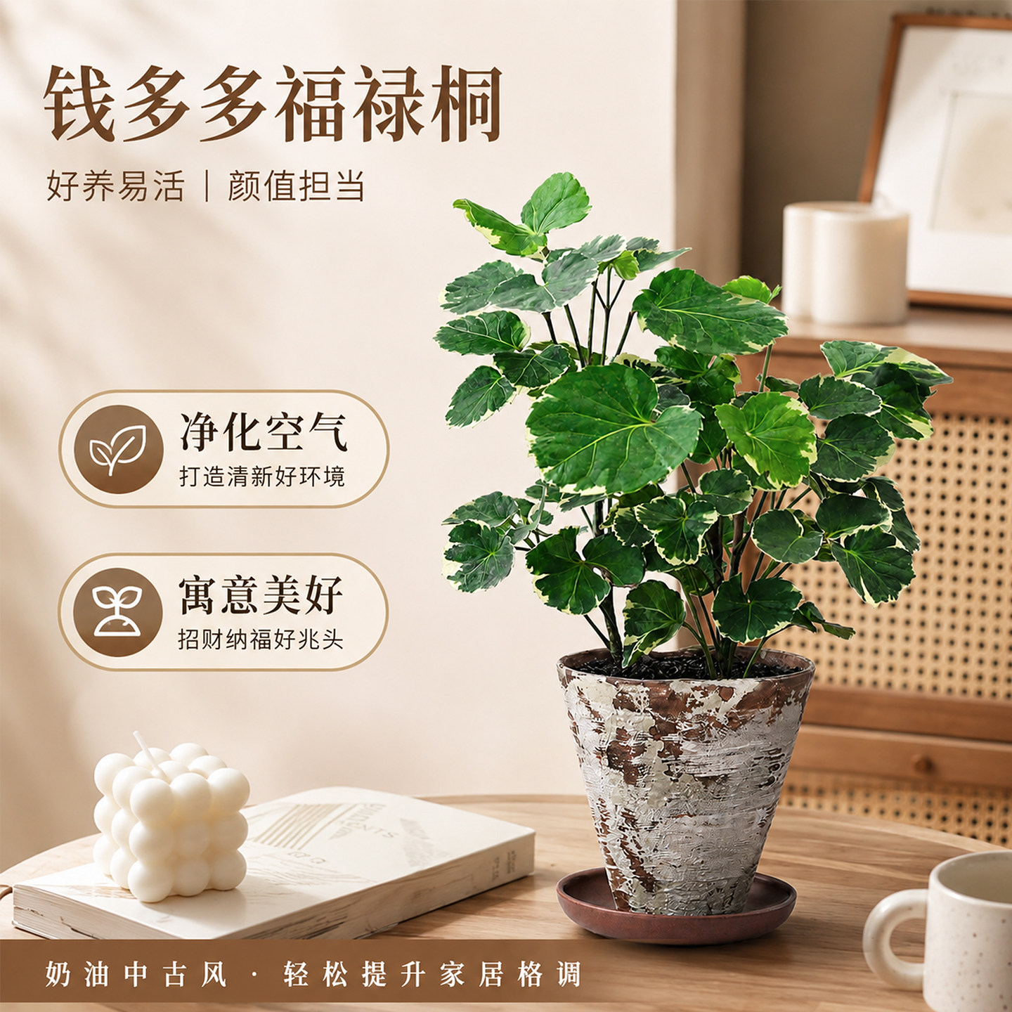 钱多多福禄桐，摆桌面招财纳福图片