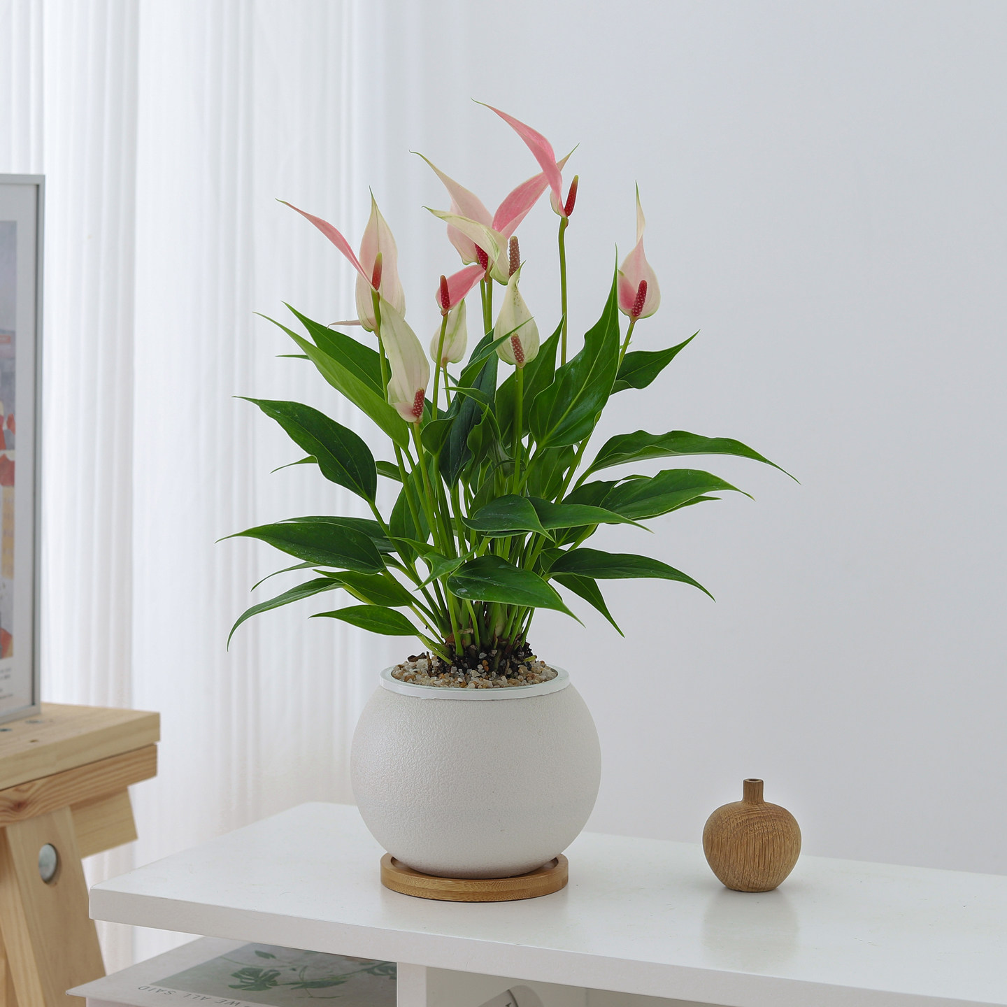 粉掌莉莉盆栽室内客厅净化空气四季好养绿植物办公室桌面红掌花卉