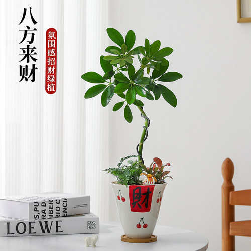 【八方来财】鸭掌木发财树盆栽
