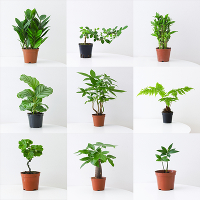 发财树绿植盆栽室内花卉