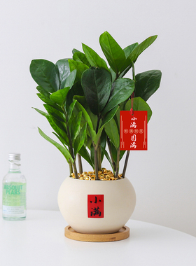 金钱树小盆栽四季植物室内客厅书房招财树绿植办公室工位桌面盆景