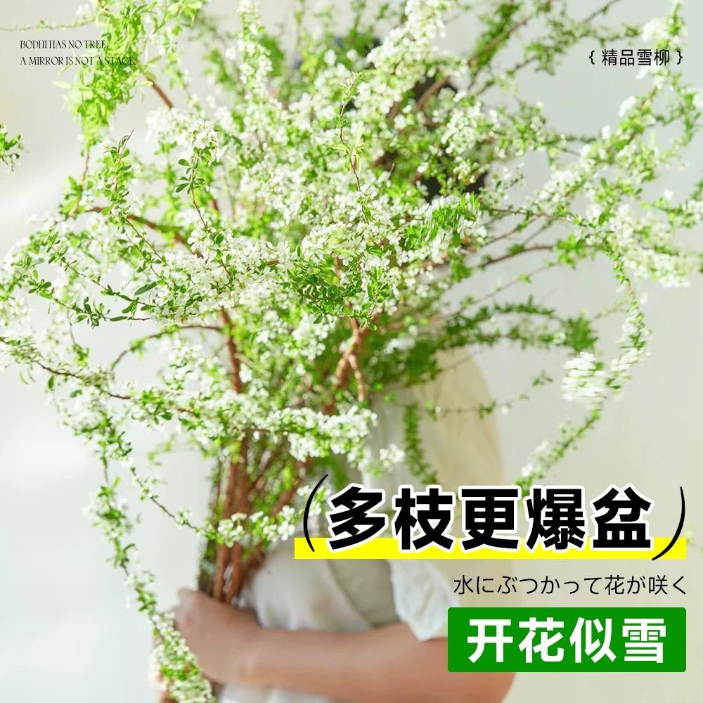 重瓣雪柳干枝支鲜枝水养插花水培植物鲜花卉室内盆栽绿植龙柳好活