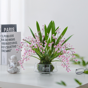 梦香兰苔藓球盆景摆件客厅桌面盆栽绿植净化空气四季好养花卉植物