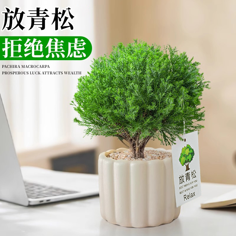 室内小盆栽雾凇摆件放轻松植物