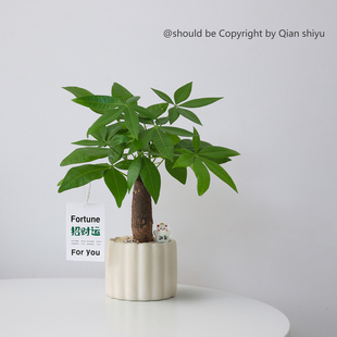 发财树盆栽办公室桌面工位客厅好养绿植室内招财植物送礼礼物花卉