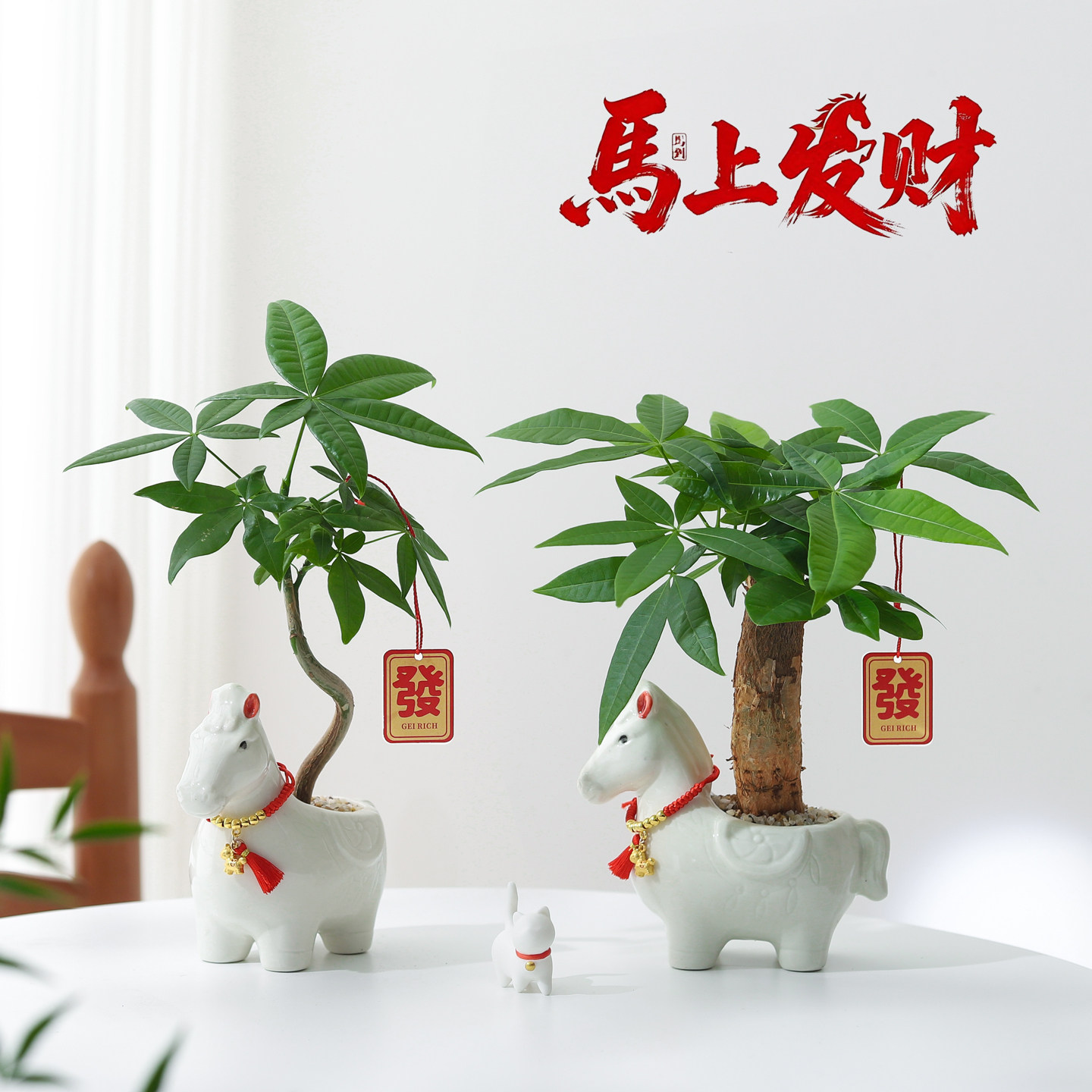 【马上发财】发财树盆栽办公室招财绿植室内桌面好养旺宅花卉盆景