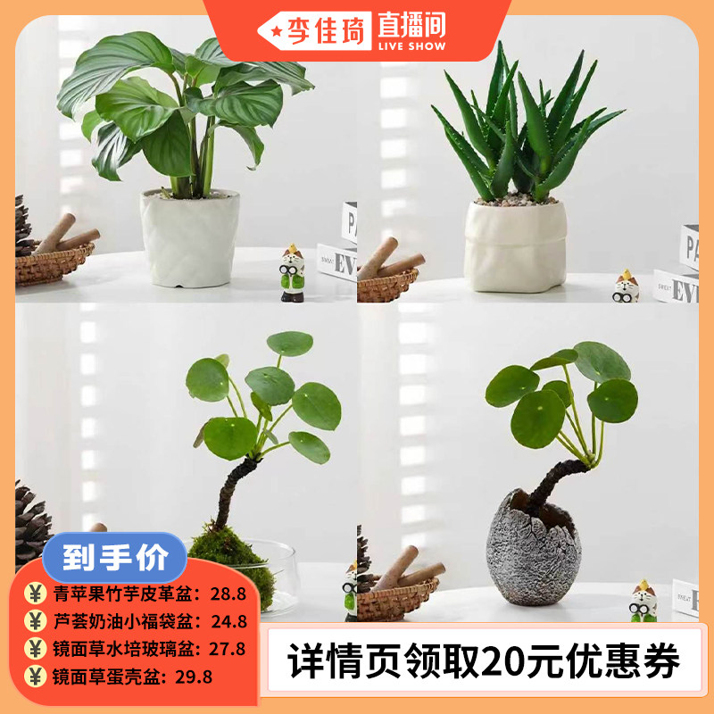 懒人省心绿植,少浇水也不易黄叶