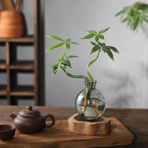 禅意发财树室内耐阴好养盆栽