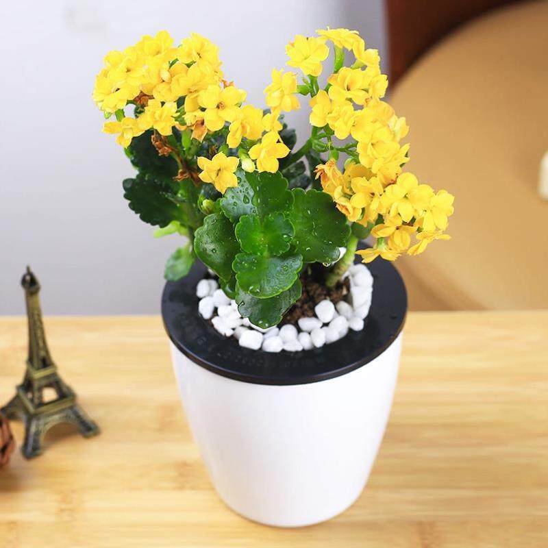 花地大花盆带花开花养大花盆栽室外花花朵花家发货橱窗长寿好四季