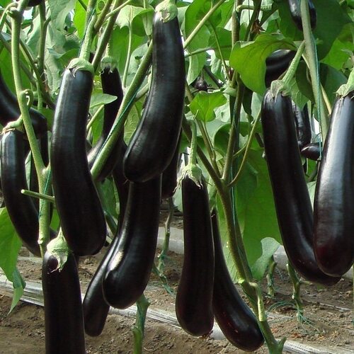 山东现摘现发黑茄新鲜蔬菜软糯蔬菜生鲜茄子弯曲果介意慎拍