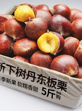 新鲜生板栗正宗当季大板栗生栗东北锥栗野生板栗5斤大果菜毛栗子