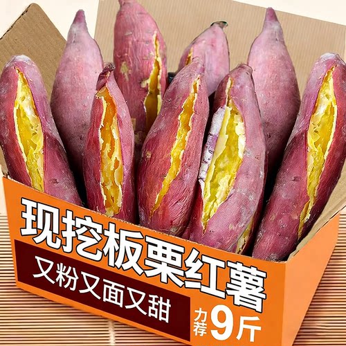 现挖板栗红薯力荐整箱包邮