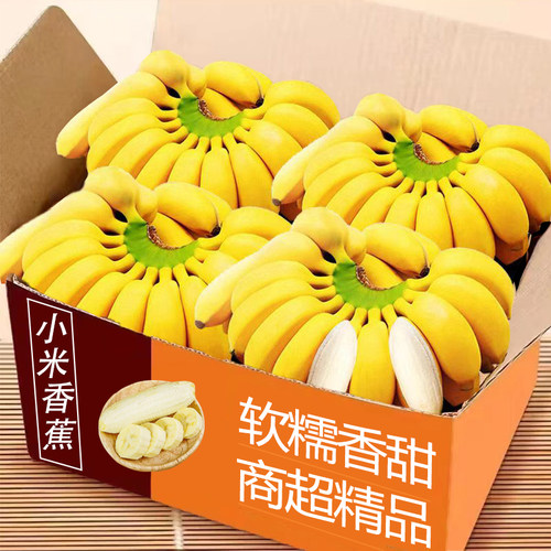 应季小米蕉整箱包邮力荐