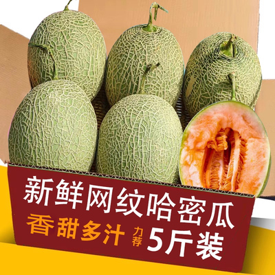 网纹哈密瓜整箱包邮力荐