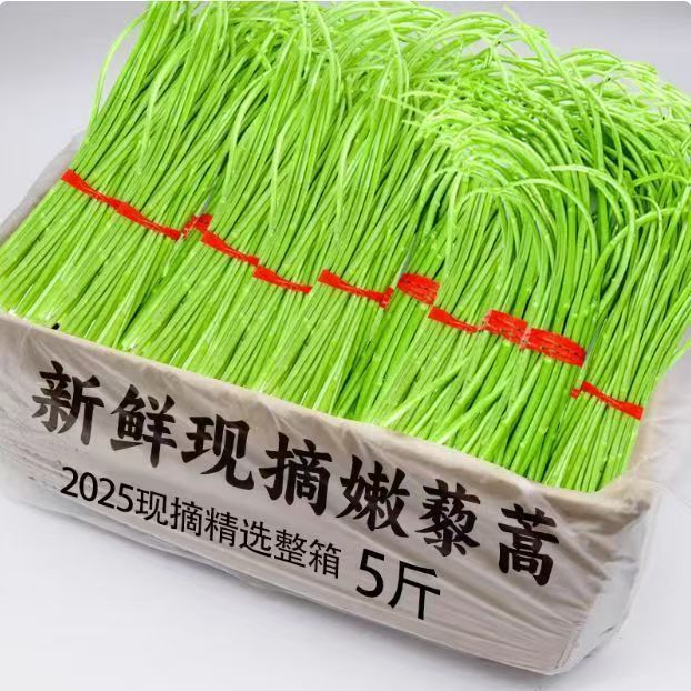 2025当季芦蒿新鲜篱蒿整箱黎蒿去叶新鲜蔬菜野菜藜蒿鲜嫩泥蒿茼蒿