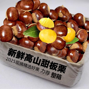 新鲜板栗2025新上市丹东生板栗红壳毛栗子应季水果蔬菜现摘现发货