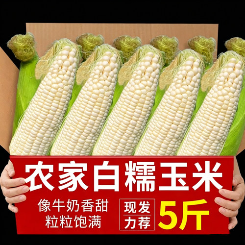 新鲜现摘甜嫩白糯玉米力荐5斤