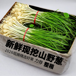 新鲜野葱野菜现挖当季小根蒜胡葱沙葱农家菜香葱苦非藠头包邮