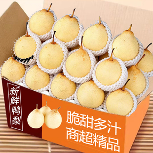正宗河北鸭梨大果新鲜9斤水晶梨子水果当季整箱包邮5斤赵县雪梨