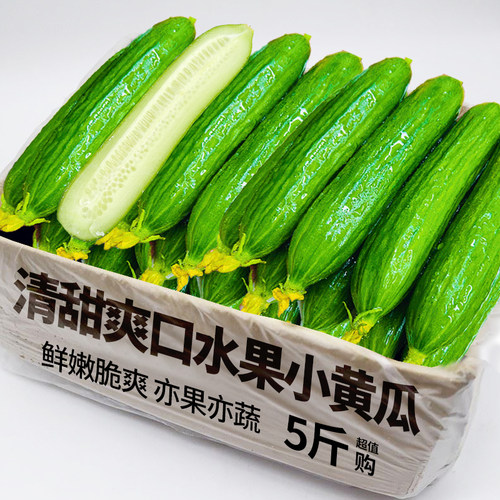 水果黄瓜5斤整箱包邮力荐