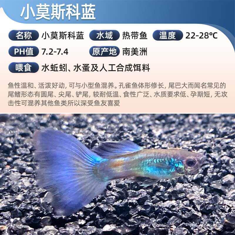 莫斯科蓝冰蓝孔雀鱼练手入门新手水怀孕草缸母鱼临产热带精品新品