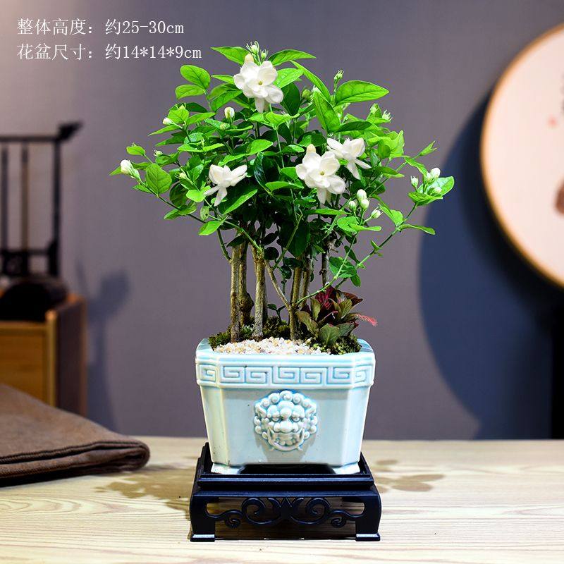 香水茉莉盆栽开花香浓型室内办公庭院阳台观花绿植摆件四季好养,鲜花速递/花卉仿真/绿植园艺,造型盆景,淘宝优惠券,粉丝福利购,淘宝优惠卷