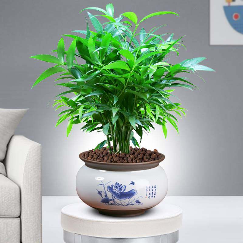 竹柏盆栽室内驱蚊植物平安竹清香绿植驱虫净化空气好养长寿竹树苗