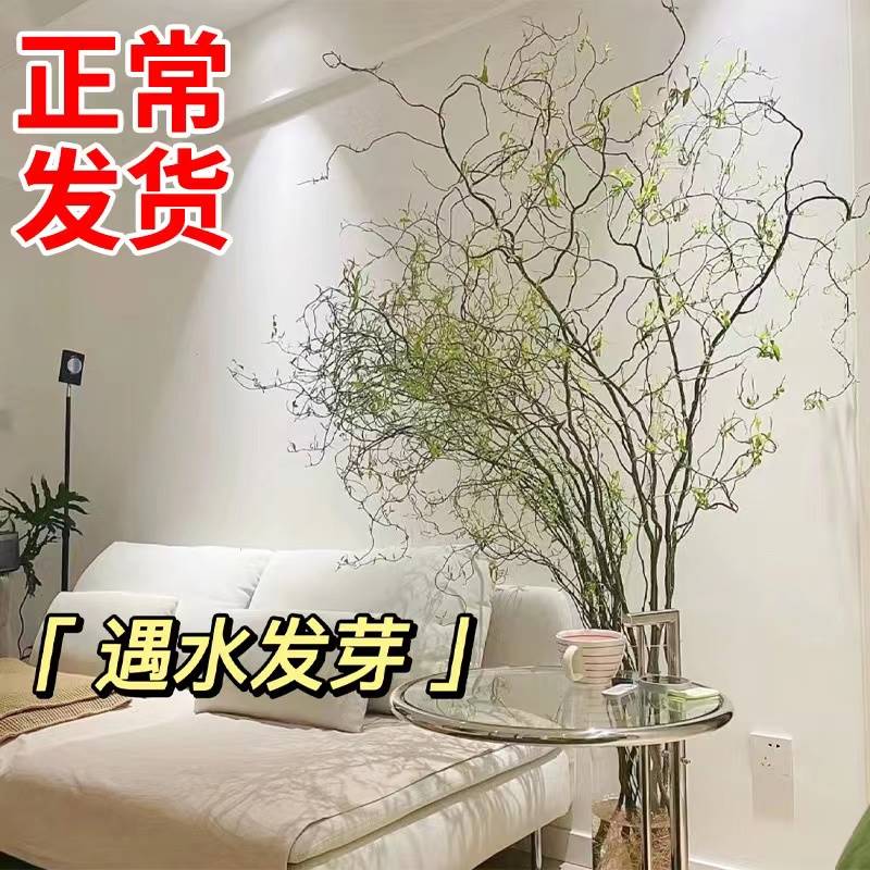 水培植物龙柳鲜枝插花干枝客厅室内装饰盆栽水养雪柳好养吊钟绿植