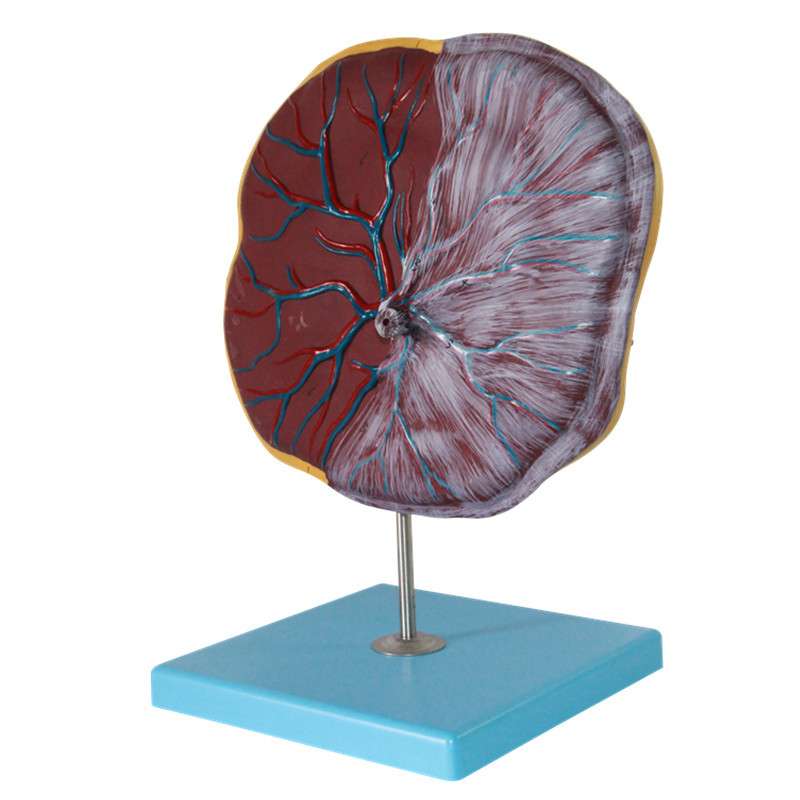 生产供应 胎盘脐带模型 JY/42010-1 胎盘模型 脐带模型