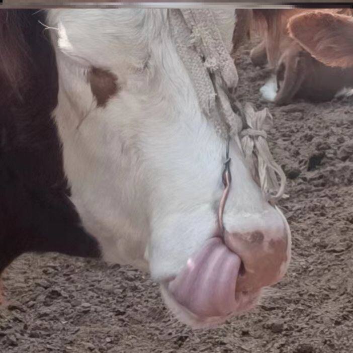 铜实柱鼻环牛d76894鼻环老式牛鼻圈牛鼻环牛皮牛圈铝纯铜纯纯实心