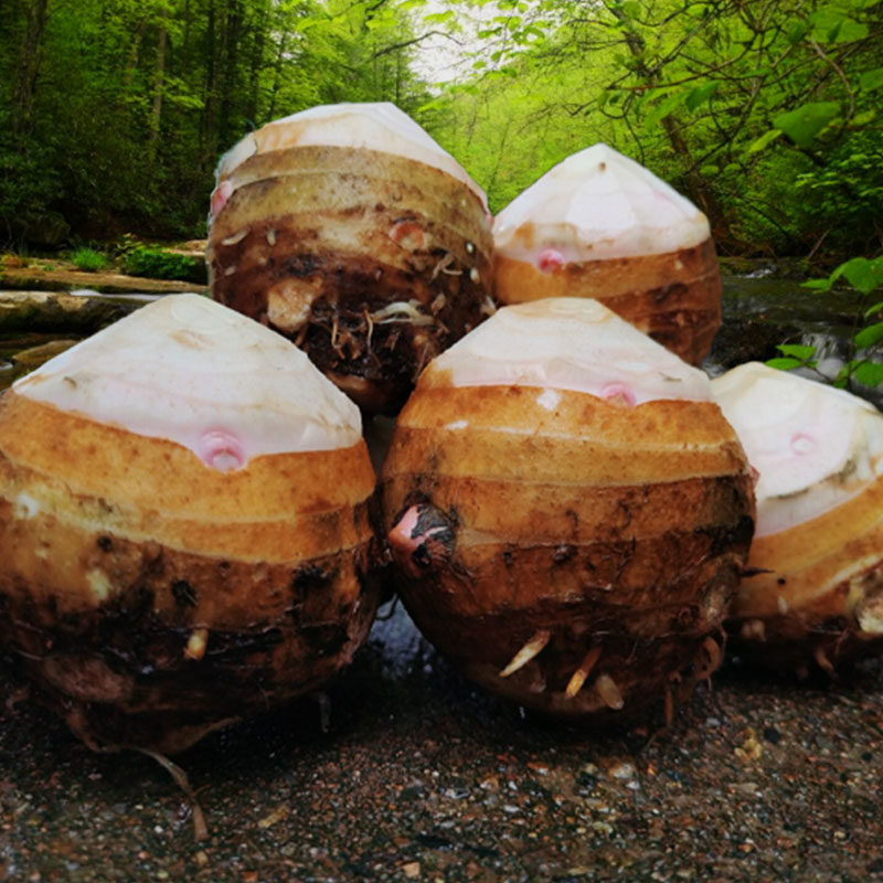 江西红芽芋母新鲜蔬菜农家自现挖大芋母香脆芋头大芋