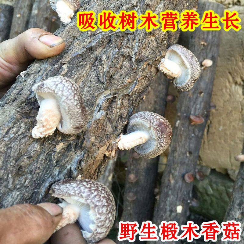 四川巴中特产椴木香菇干货仿野生蘑菇小香菇脚冬菇花菇营养菌