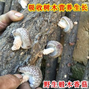 四川巴中特产椴木香菇干货仿野生蘑菇小香菇脚冬菇花菇营养菌