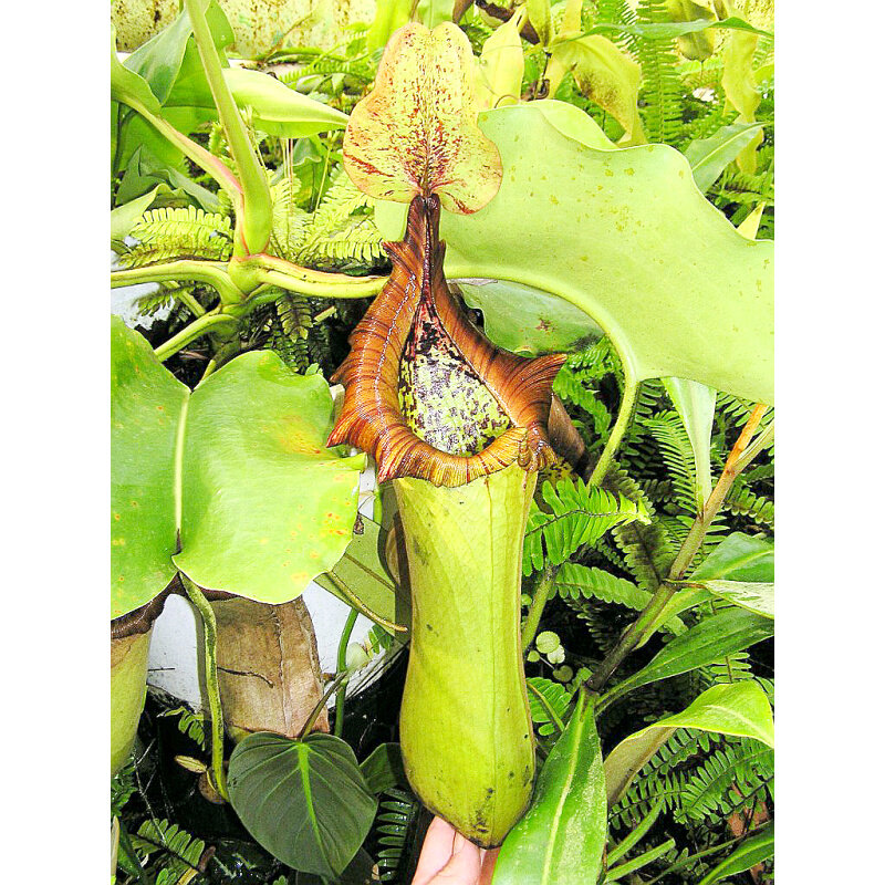 宝特瓶猪笼草truncata食虫植物低地纯色系笼子巨大原种nepenthes